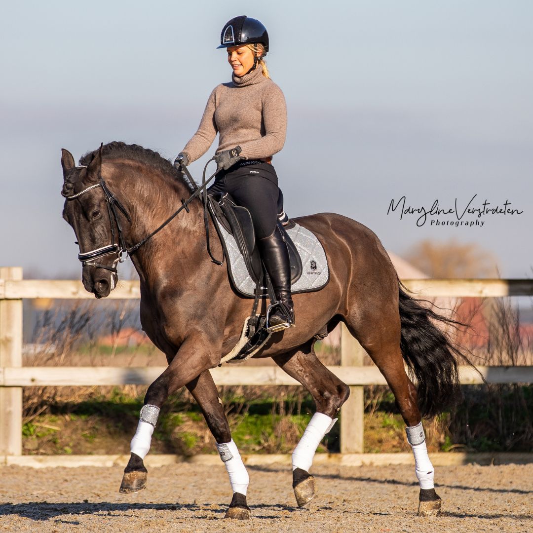Royal Silver Saddle Pad - Equine Exchange Tack Shop