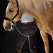 Evolution Knee Patch Breeches - Black with Rose Gold - Equine Exchange Tack Shop