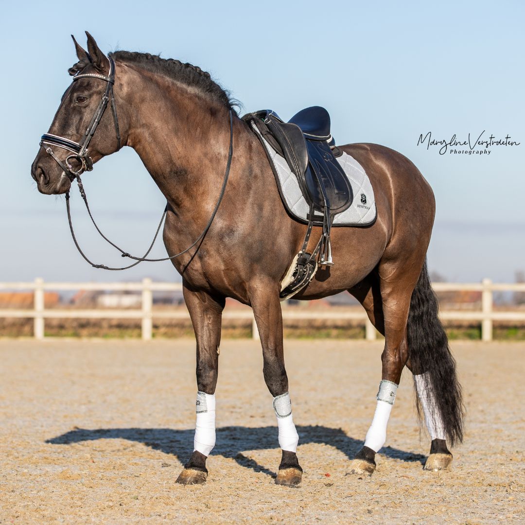 Royal Silver Saddle Pad - Equine Exchange Tack Shop