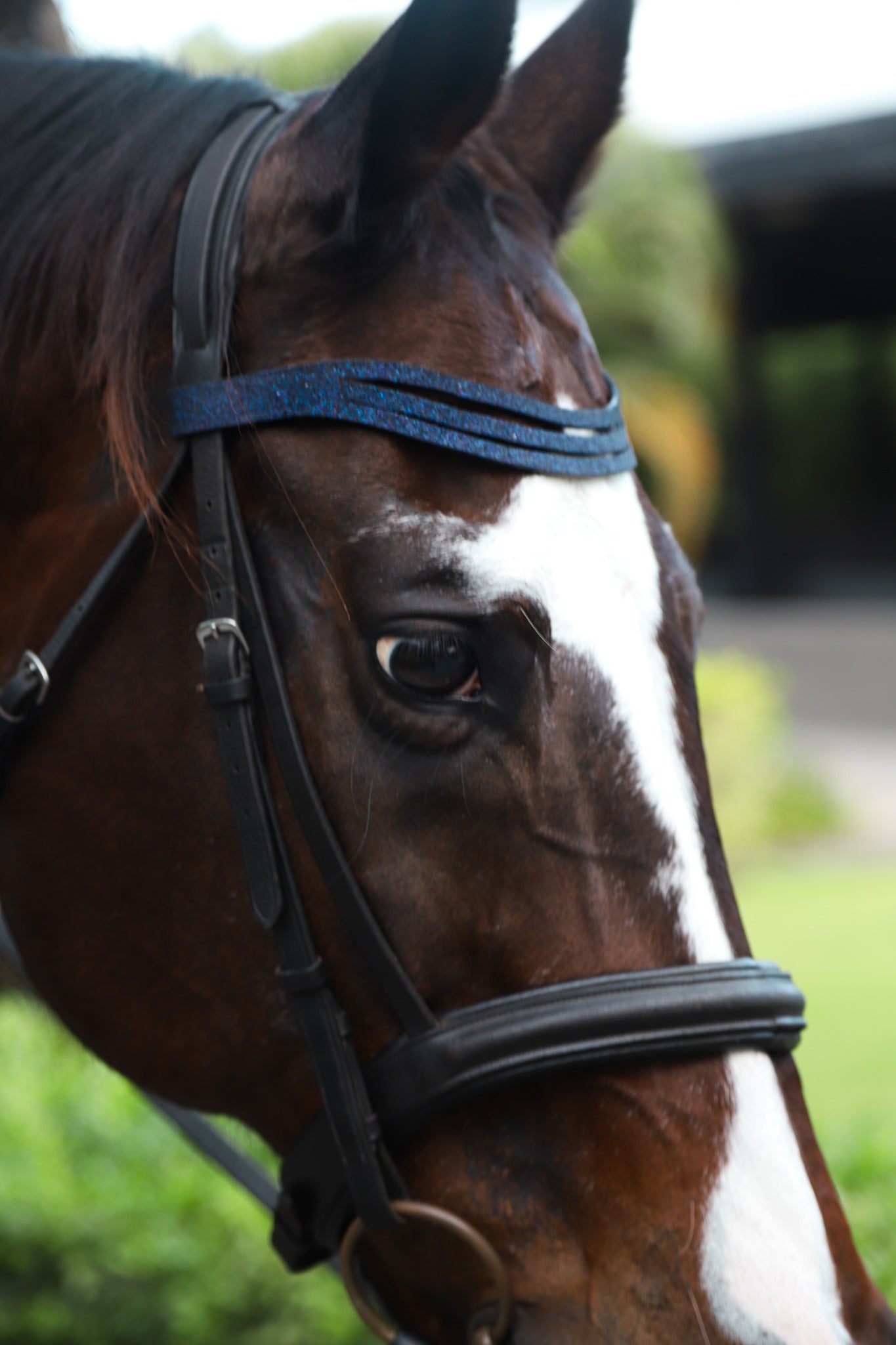 Deep Sapphire Browband - Equine Exchange Tack Shop