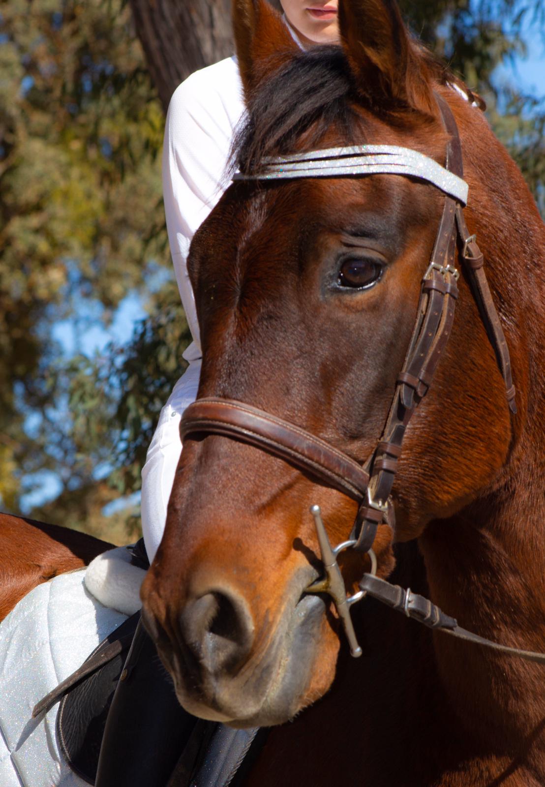 Royal Silver Browband - Equine Exchange Tack Shop