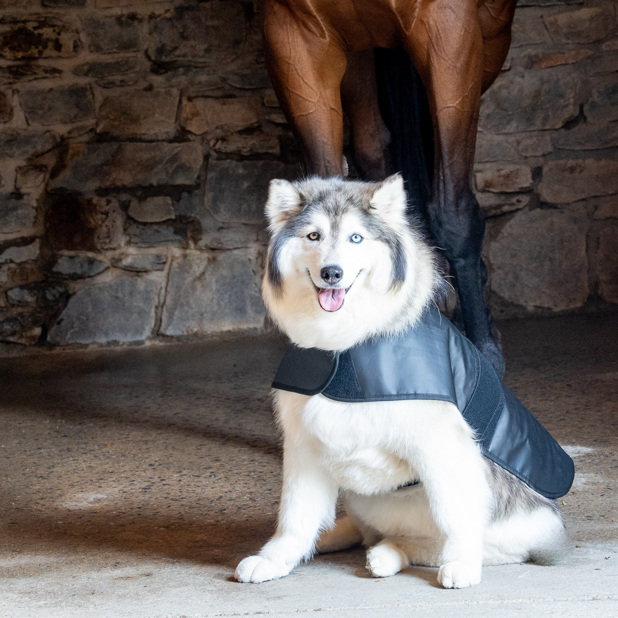 Redline Dog Wrap- Large