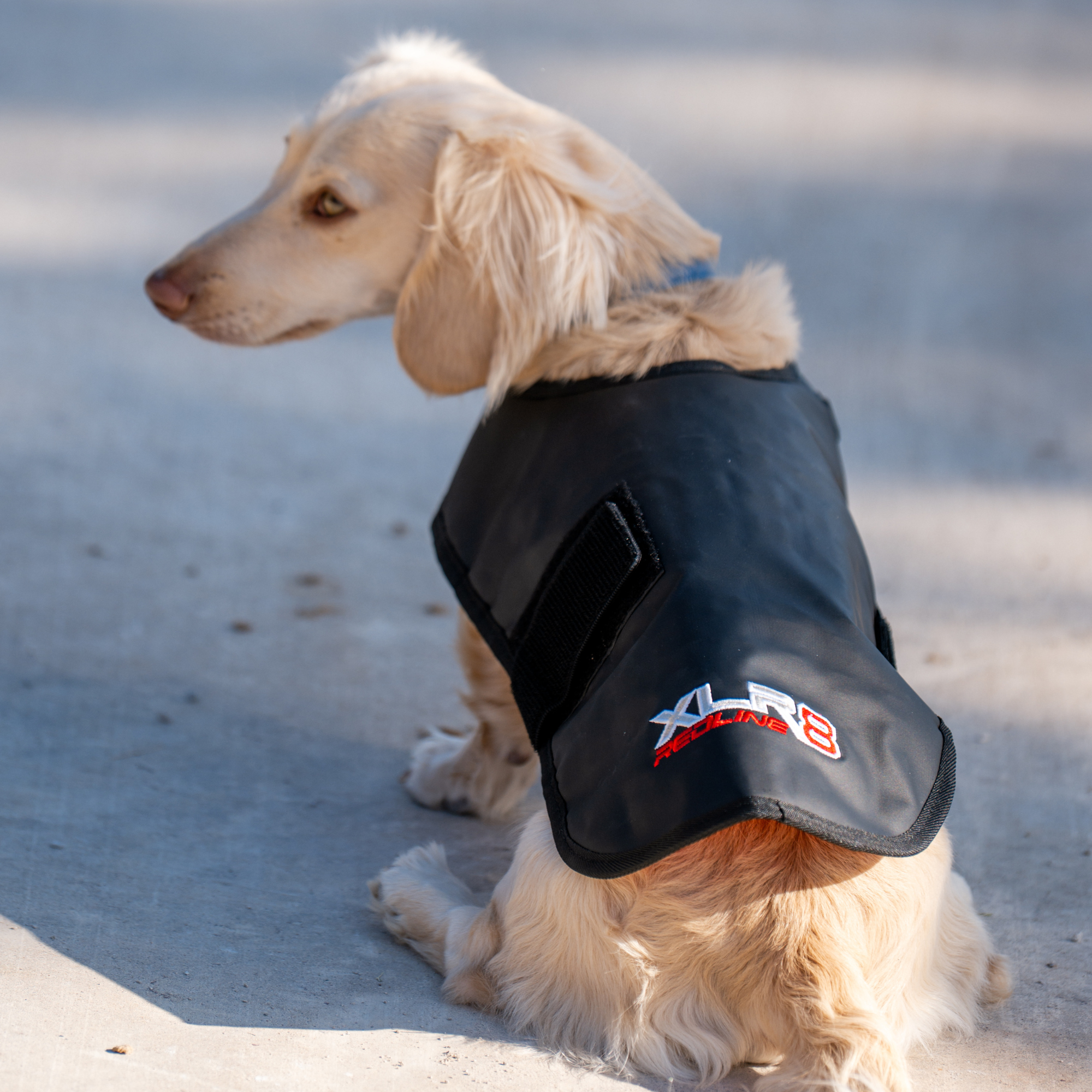 Redline Dog Wrap- Small