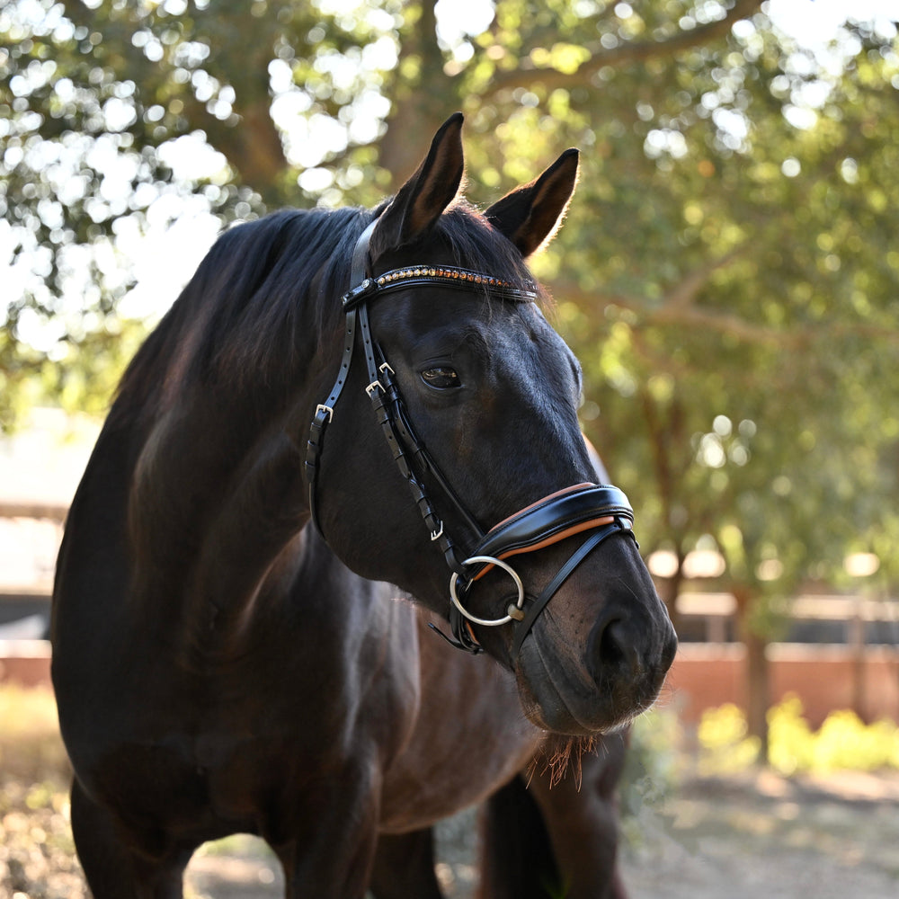 The Tuscany Black Leather Rolled Leather Snaffle Bridle with Removable Flash - Equine Exchange Tack Shop
