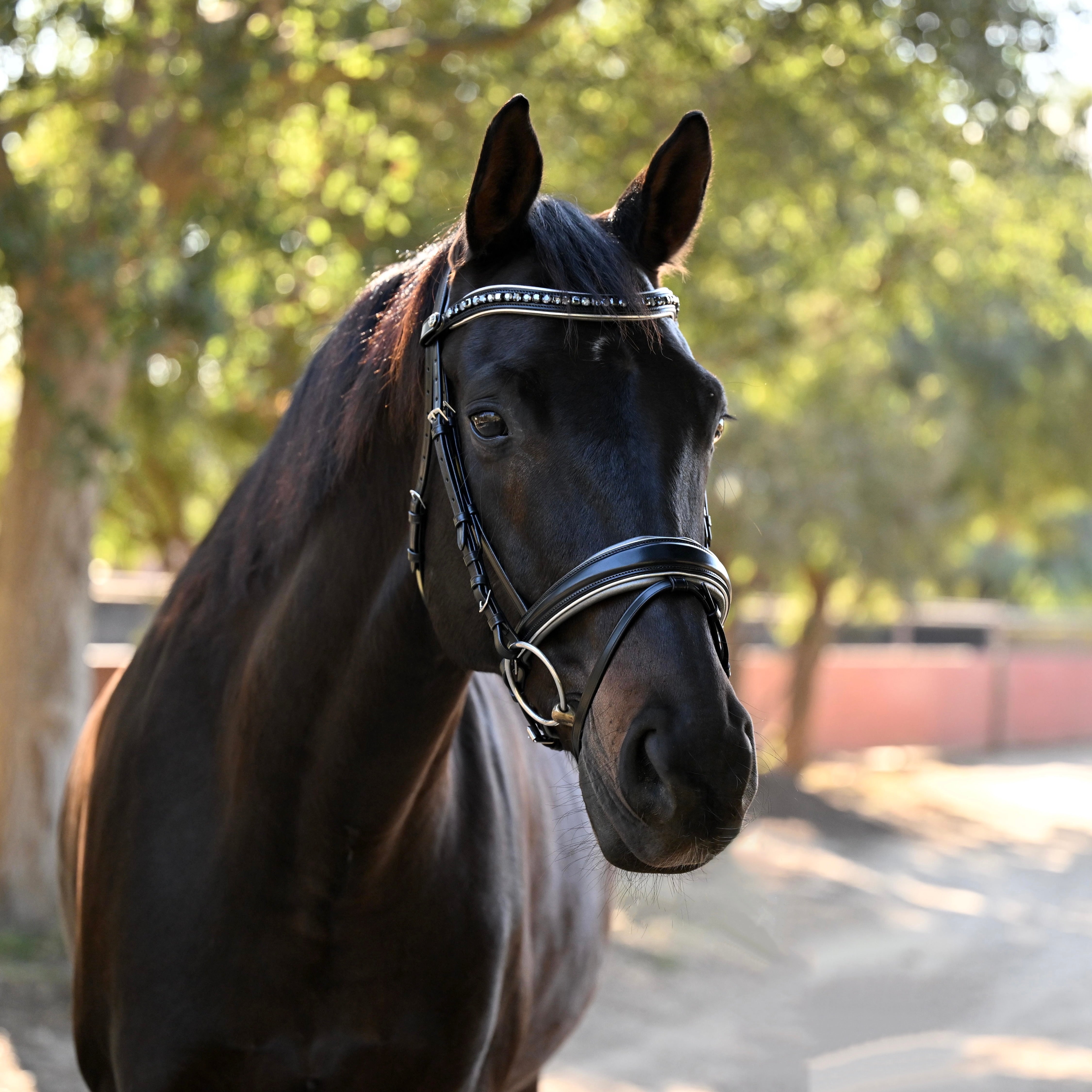 The Eiffel Tower Black Leather Dressage Bridle - Equine Exchange Tack Shop