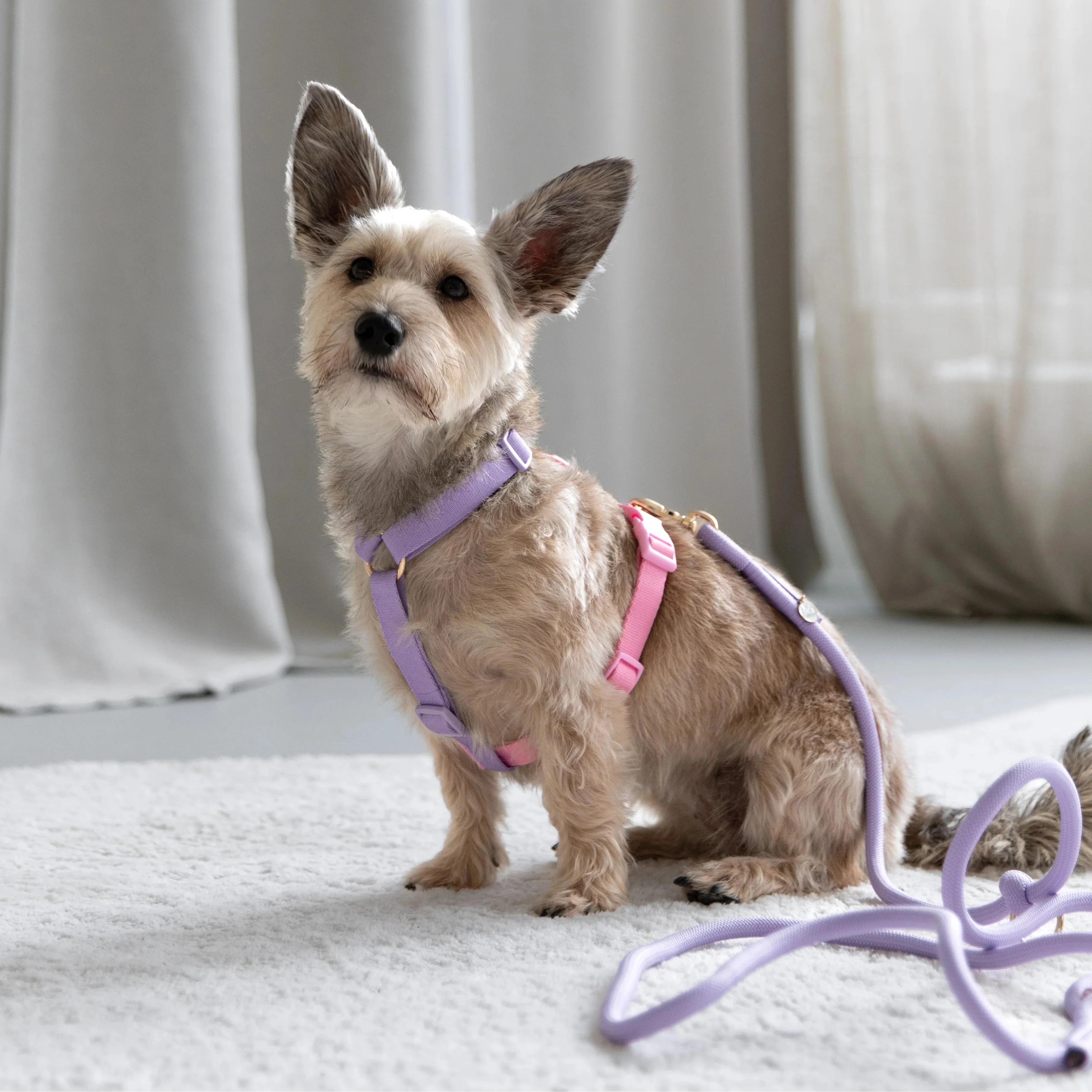 Dog Harness -Rainbow  