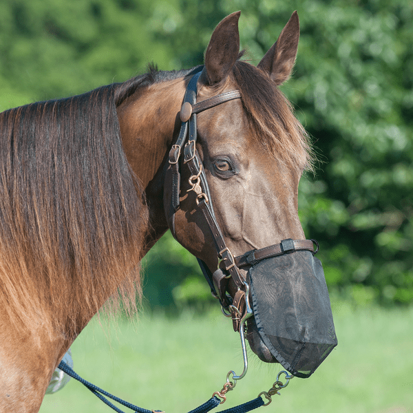 Cashel Quiet Ride Nose Net - Equine Exchange Tack Shop