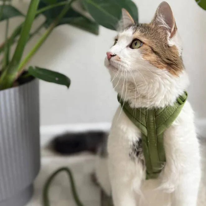 Velvet Dog Harness - Green  