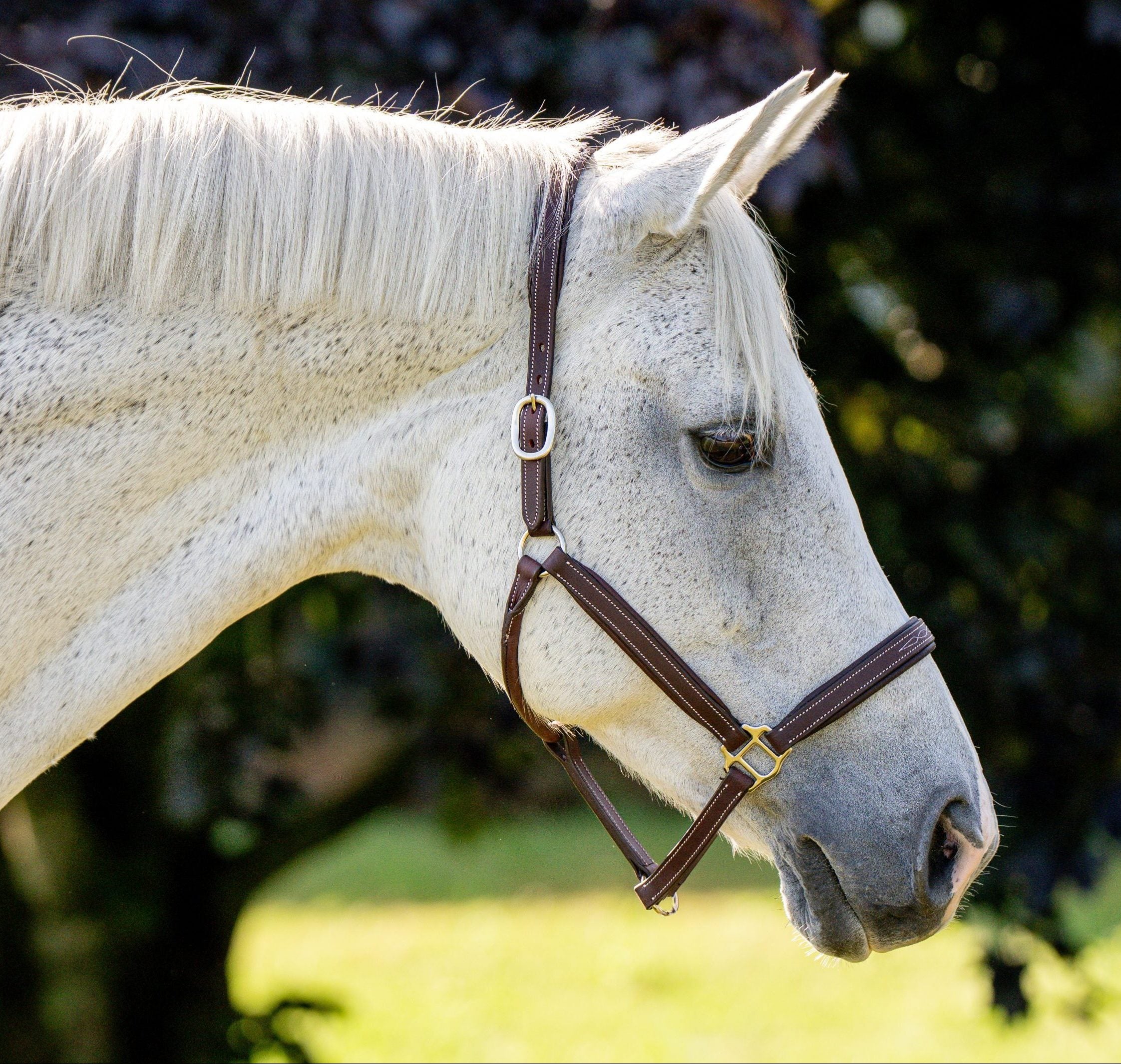 Black Oak Clover Leather Halter