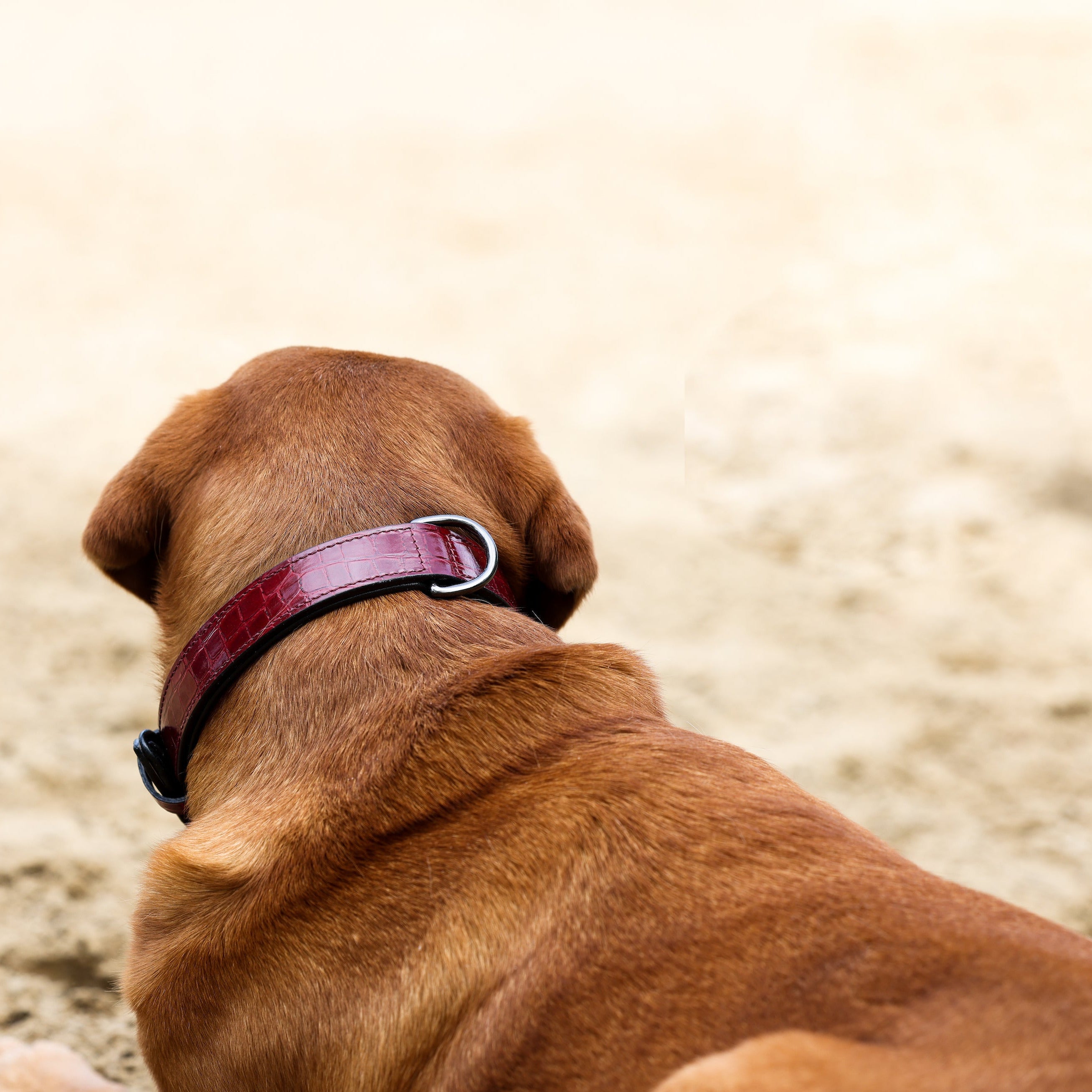 Halter Ego® Breanna Red Croc Leather Dog Collar - Equine Exchange Tack Shop