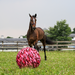 Jolly Mega Ball Cover - Equine Exchange Tack Shop