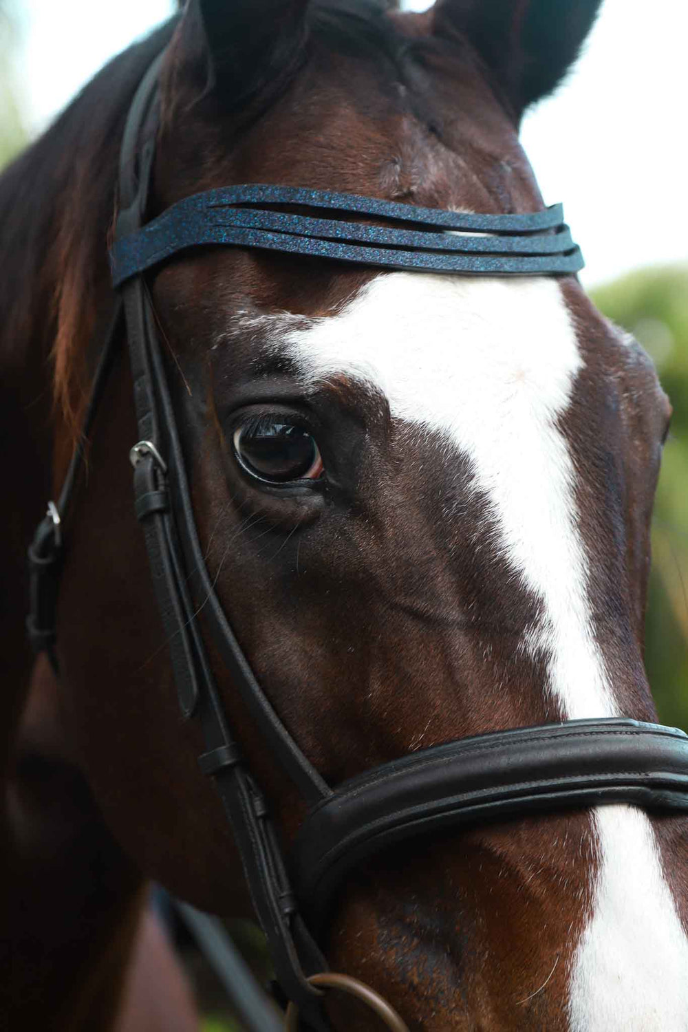 Deep Sapphire Browband - Equine Exchange Tack Shop