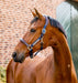 Horseware® Signature Competition Halter - Equine Exchange Tack Shop
