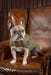 Digby & Fox Tweed Dog Coat - Equine Exchange Tack Shop