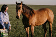 EP Minus For Horses - Equine Exchange Tack Shop