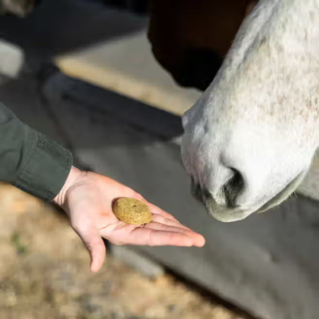 Apple & Pumpkin NutriBakes Horse Treats