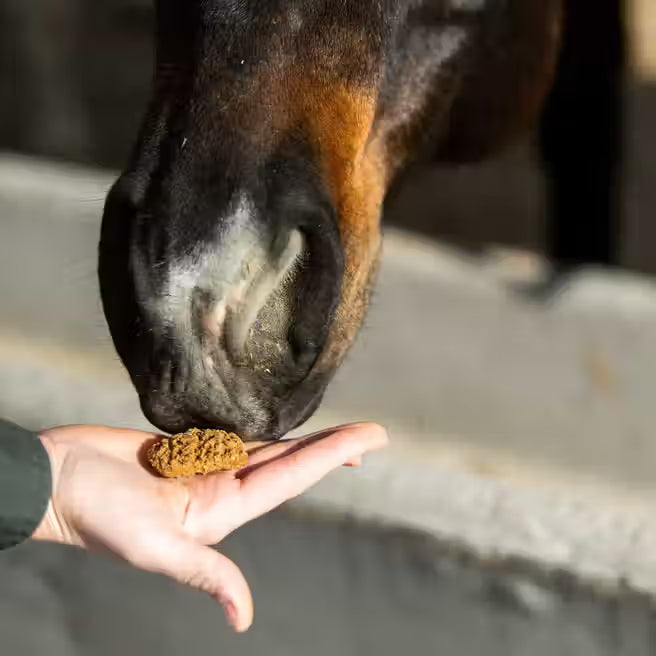 Carrot Oat Bakes Horse Treats