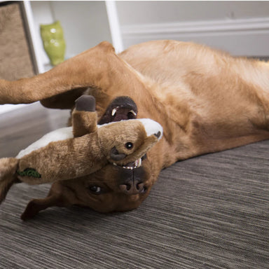 GoDog Flatz Scrappy the Squirrel - Equine Exchange Tack Shop