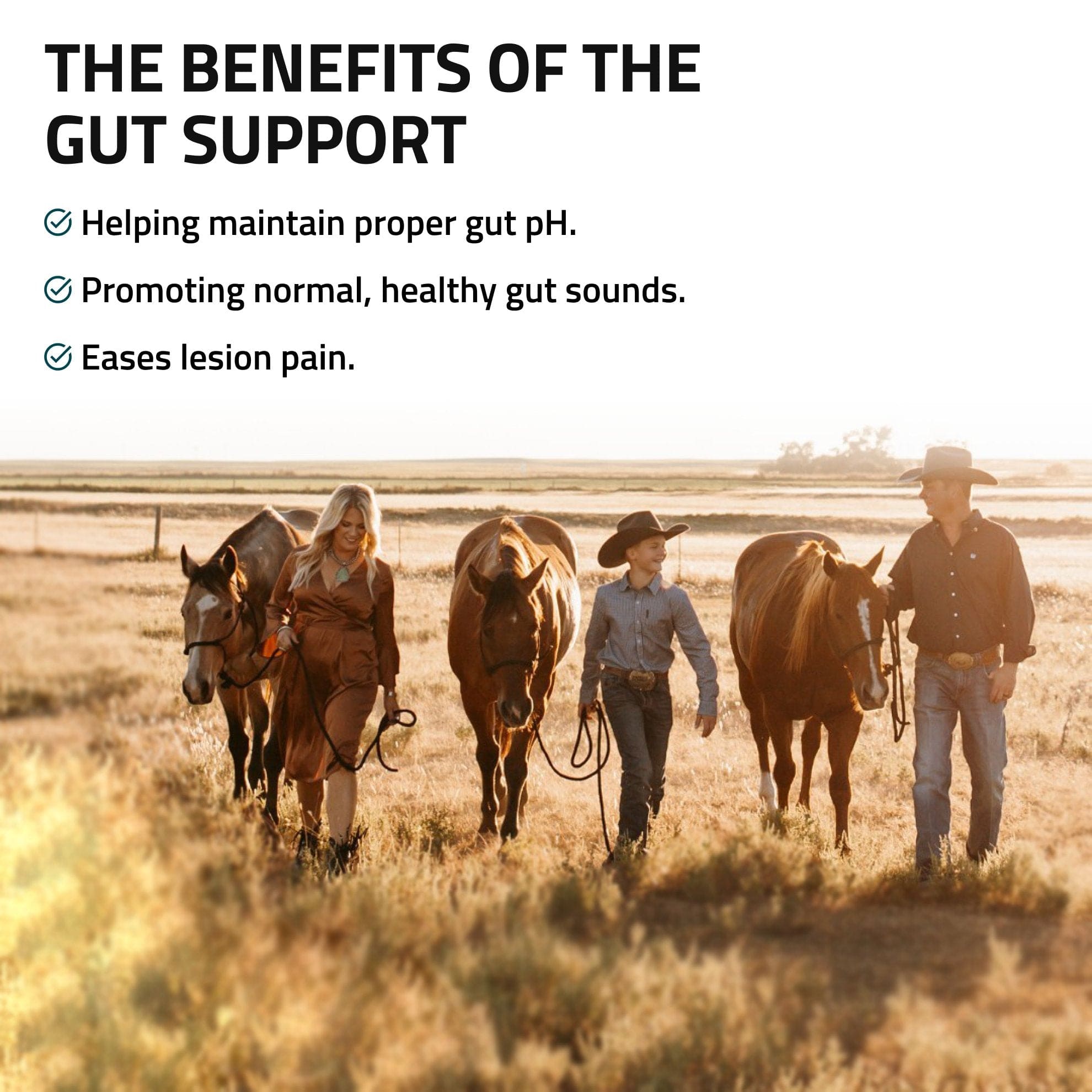 Gut Support for Horses - Equine Exchange Tack Shop