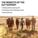 Gut Support for Horses - Equine Exchange Tack Shop
