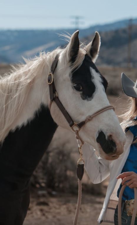 The Phoenix Classic Fusion Halter - Equine Exchange Tack Shop