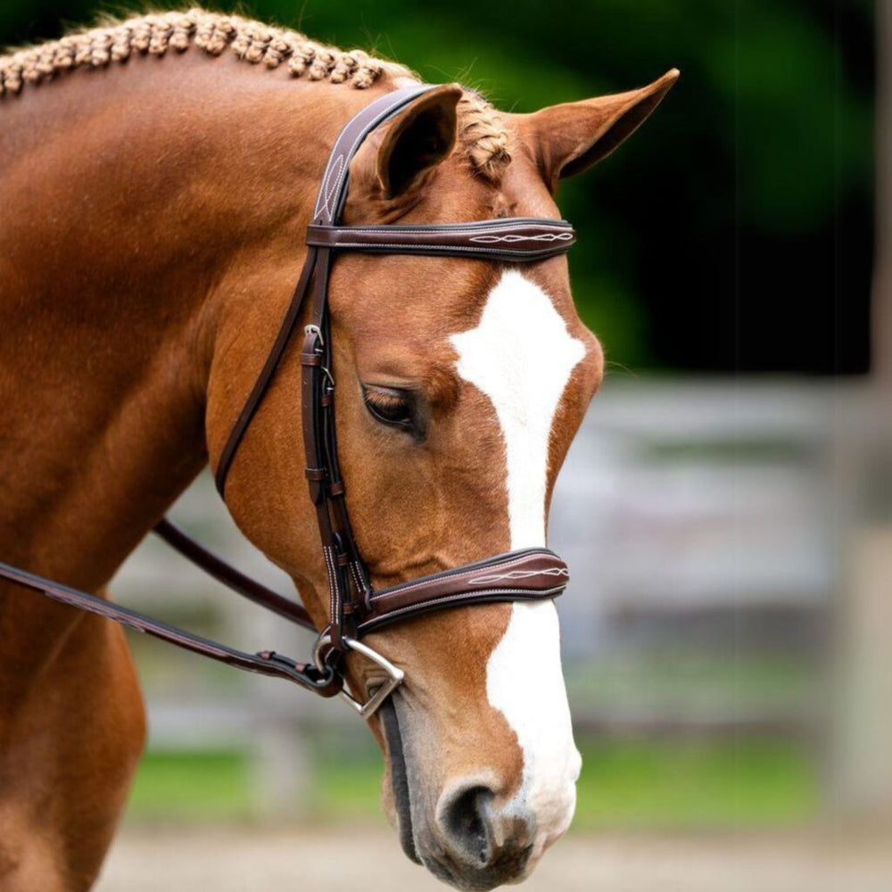 Hampton Tapered Padded Hunter Bridle - Equine Exchange Tack Shop