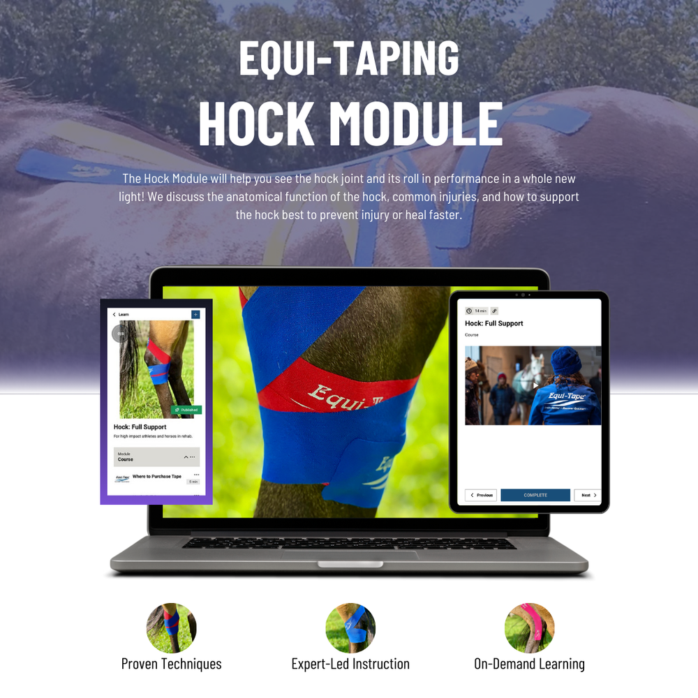 Module: The Hock - Equine Exchange Tack Shop
