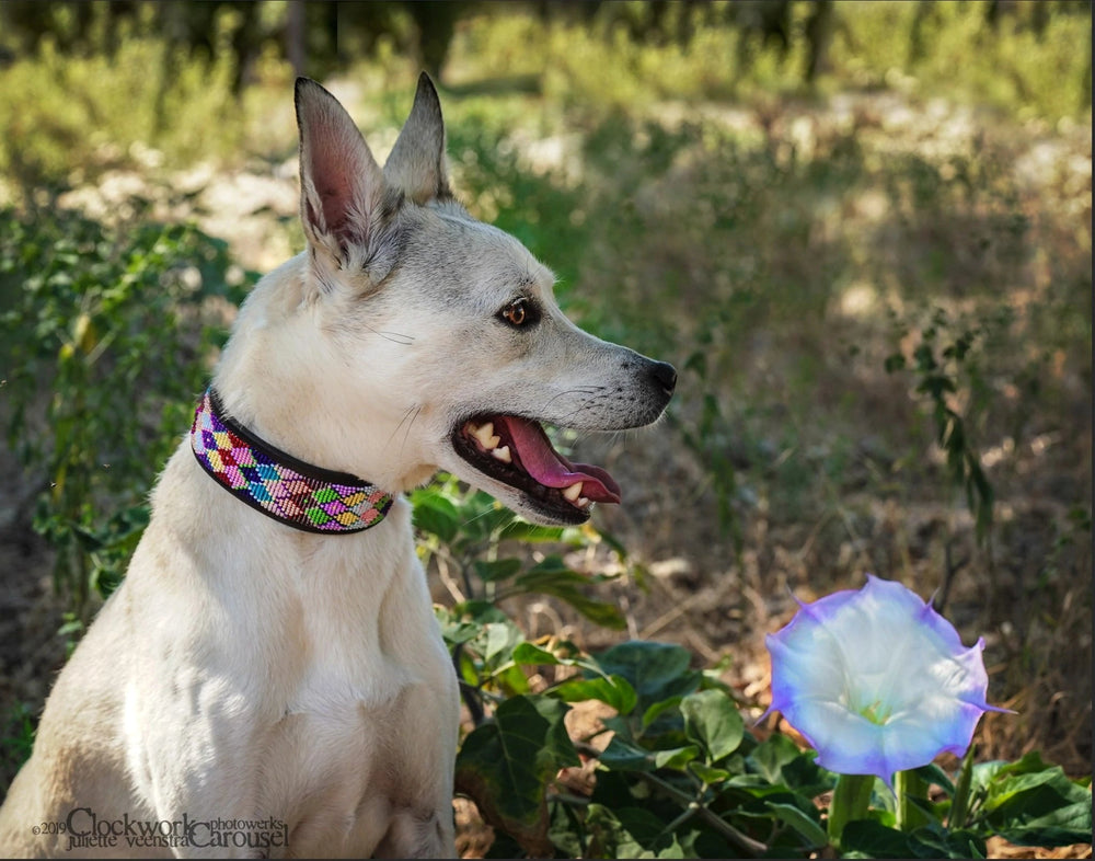 Posey Argyle Beaded Dog Collar - Equine Exchange Tack Shop