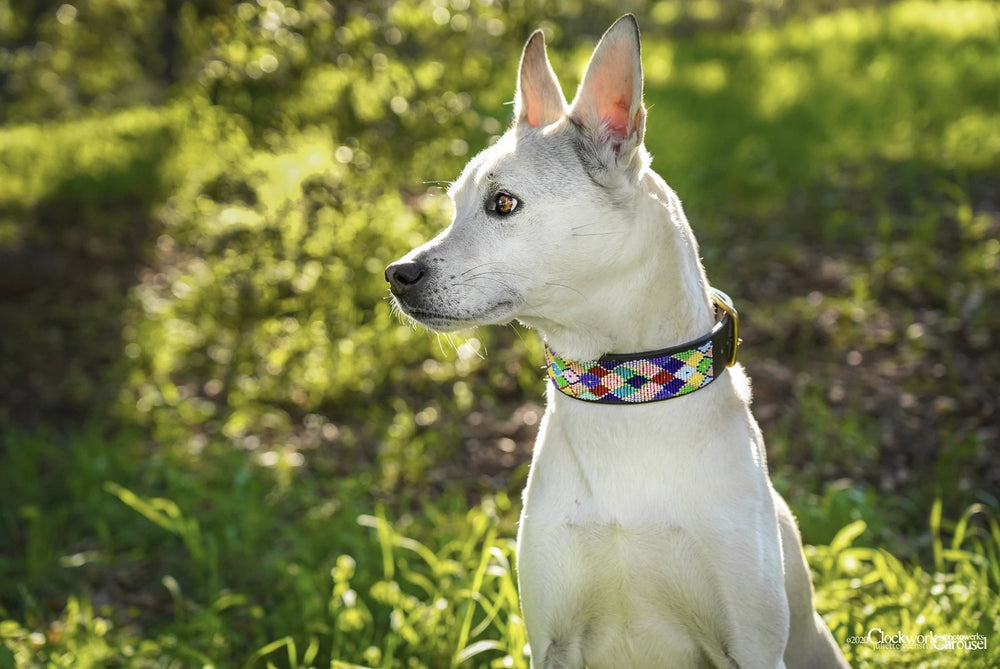 Posey Argyle Beaded Dog Collar - Equine Exchange Tack Shop