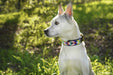 Posey Argyle Beaded Dog Collar - Equine Exchange Tack Shop