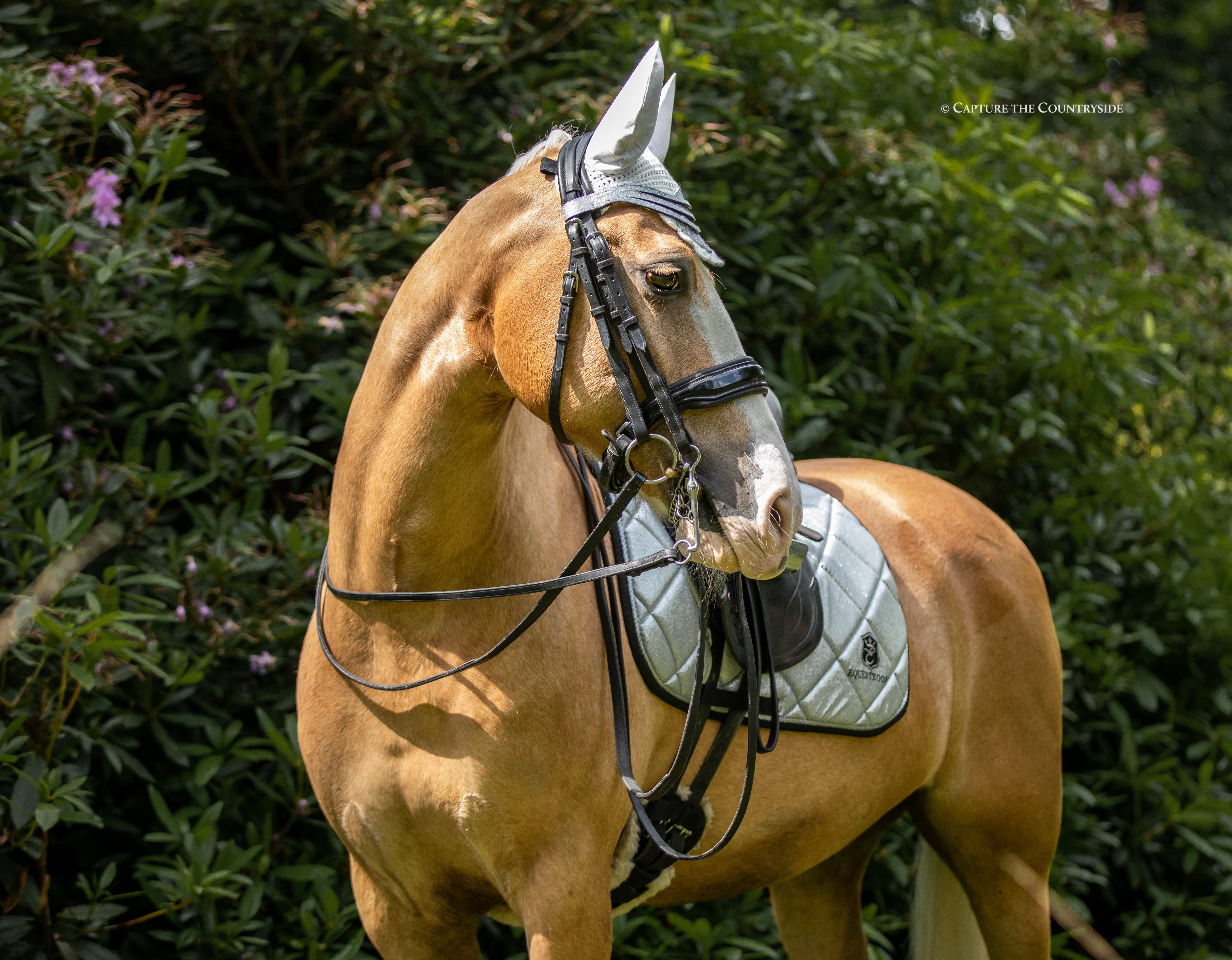 Royal Silver Saddle Pad Set - Equine Exchange Tack Shop