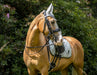 Royal Silver Saddle Pad Set - Equine Exchange Tack Shop