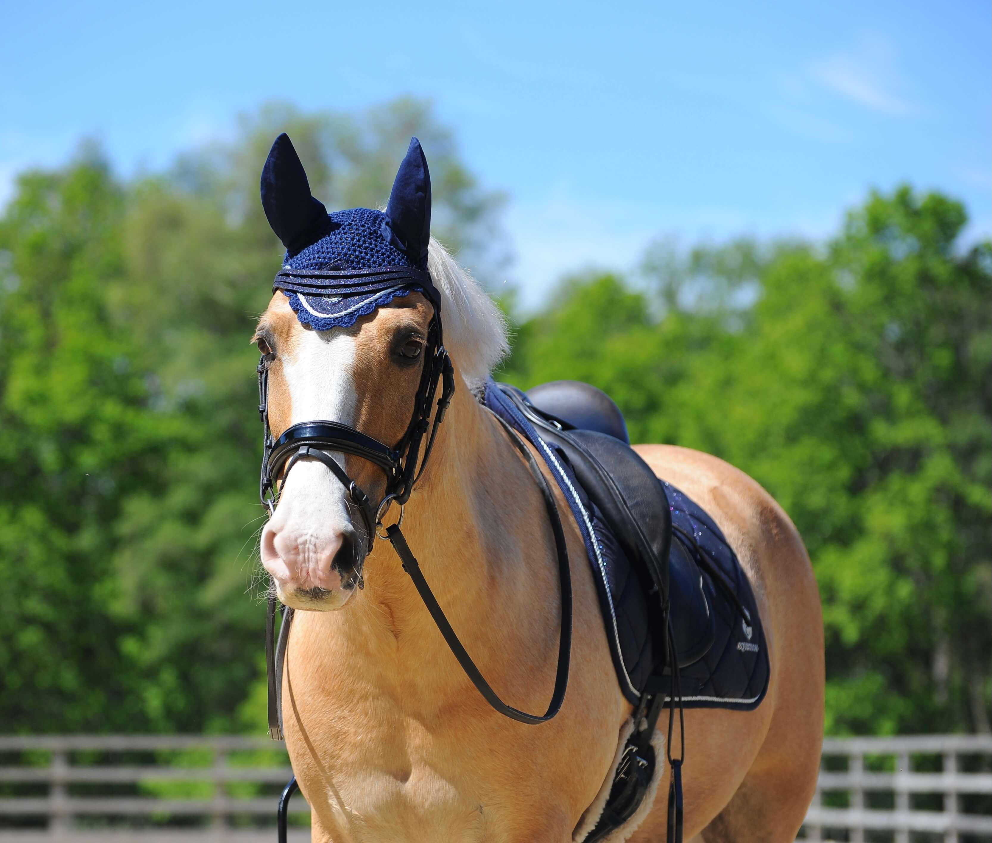 Deep Sapphire Browband - Equine Exchange Tack Shop