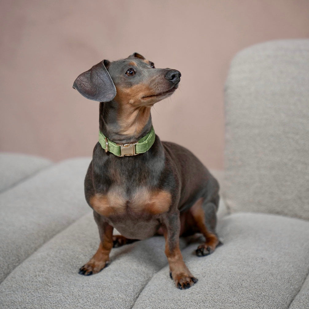 Velvet Dog Collar - Green