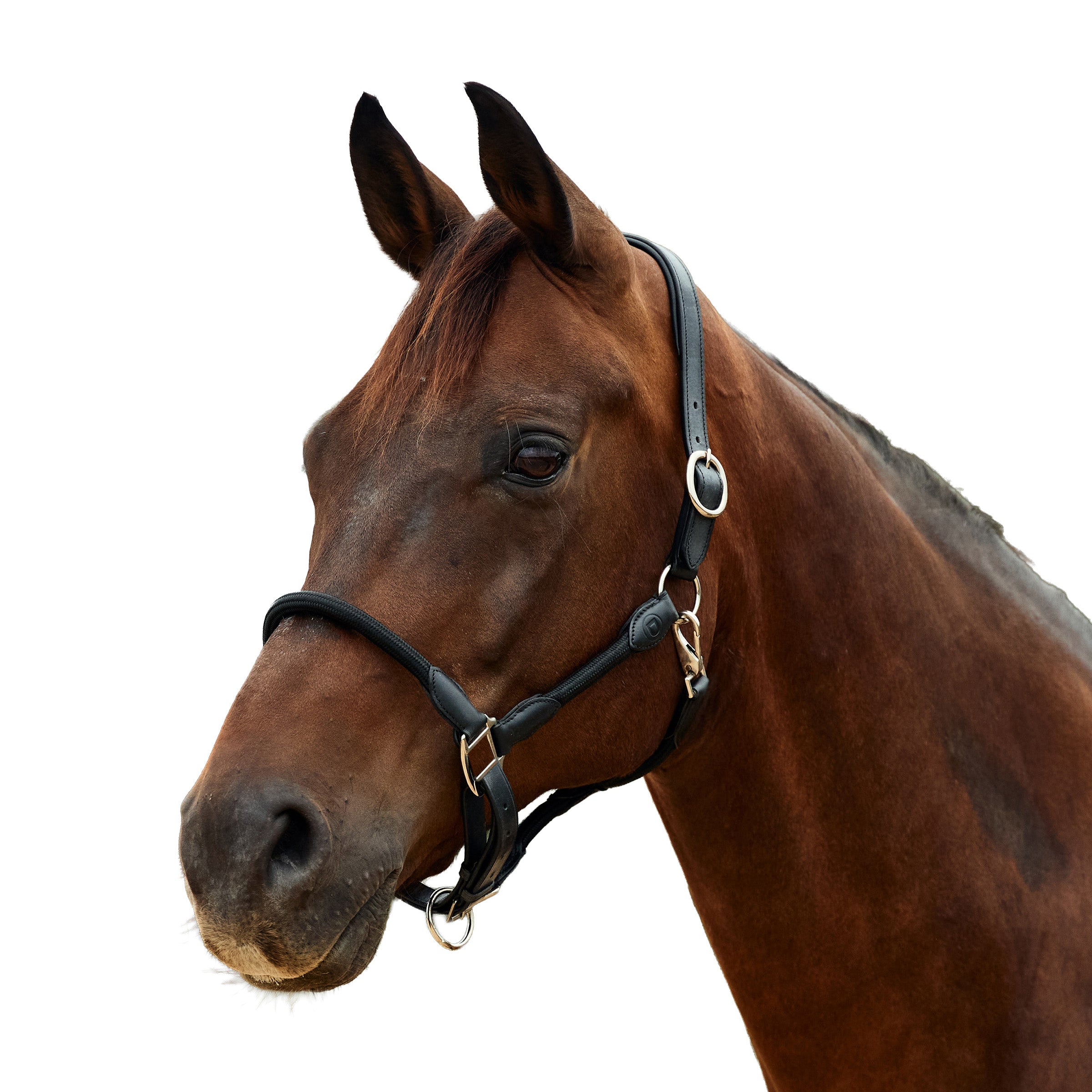 image_addtnl_1 - Black/Black - Dublin Leather Rope Halter - .jpg