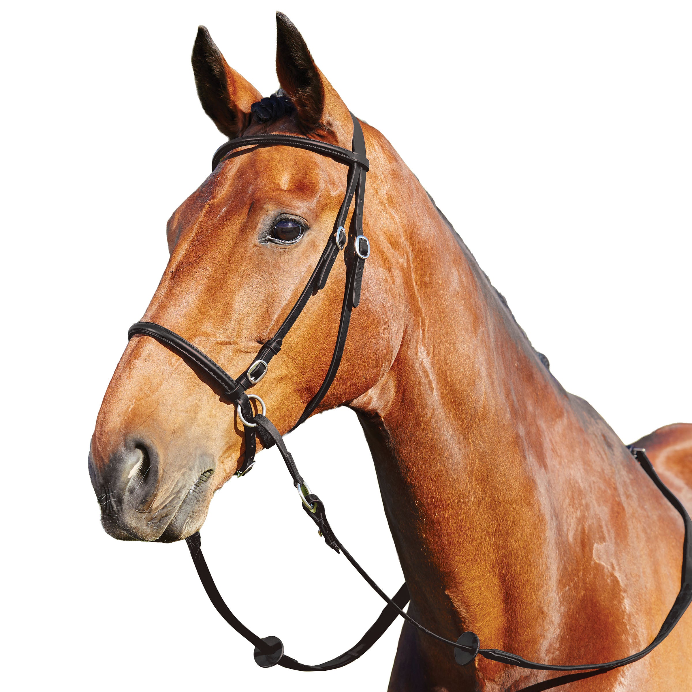 image_addtnl_1 - Black - Dublin Bitless Bridle - .jpg