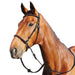 image_addtnl_1 - Black - Dublin Bitless Bridle - .jpg