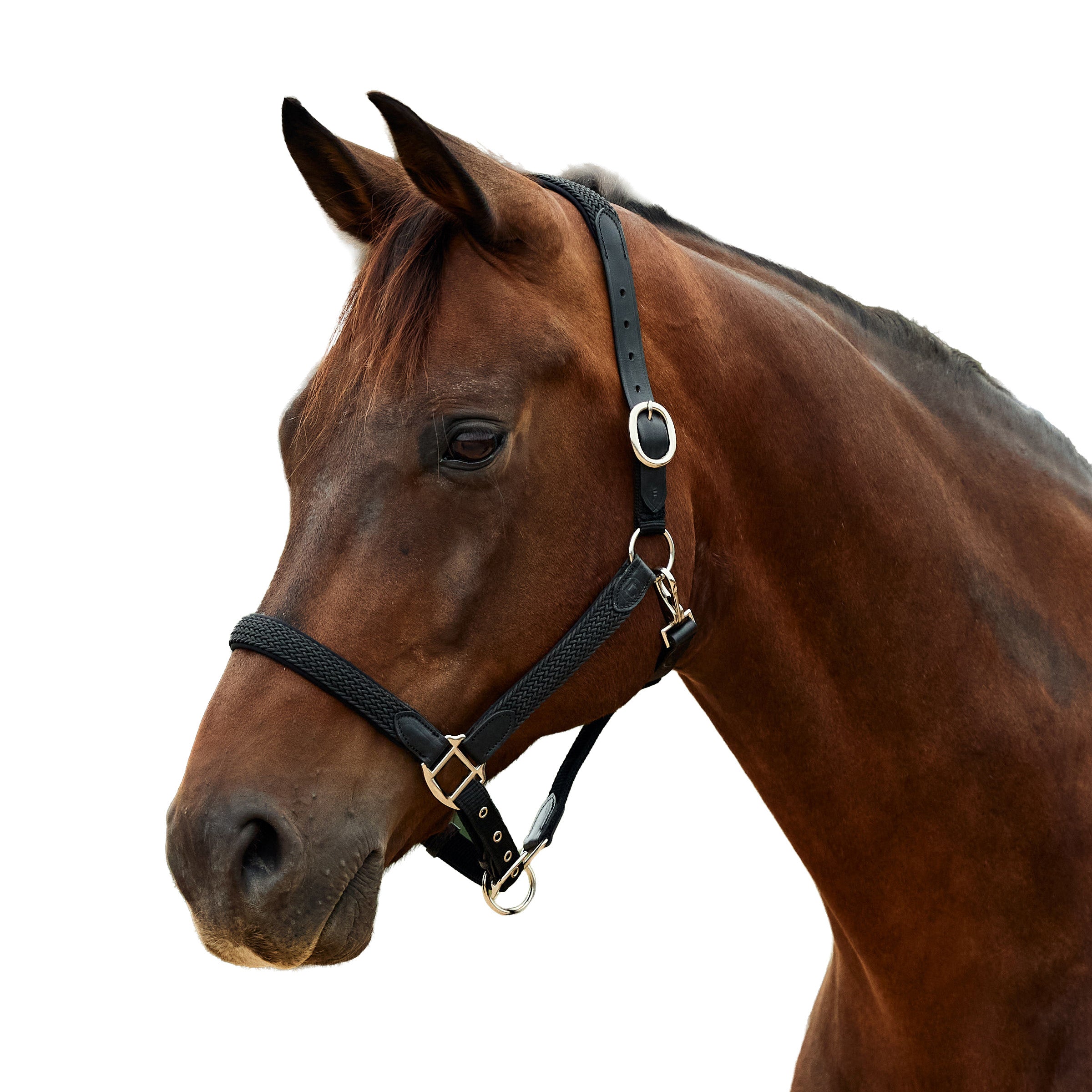 image_addtnl_1 - Black - Dublin Braided Leather Halter - .jpg