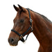 image_addtnl_1 - Black - Dublin Braided Leather Halter - .jpg