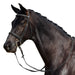 image_addtnl_1 - Black - Dublin Padded Cavesson Bridle - .jpg