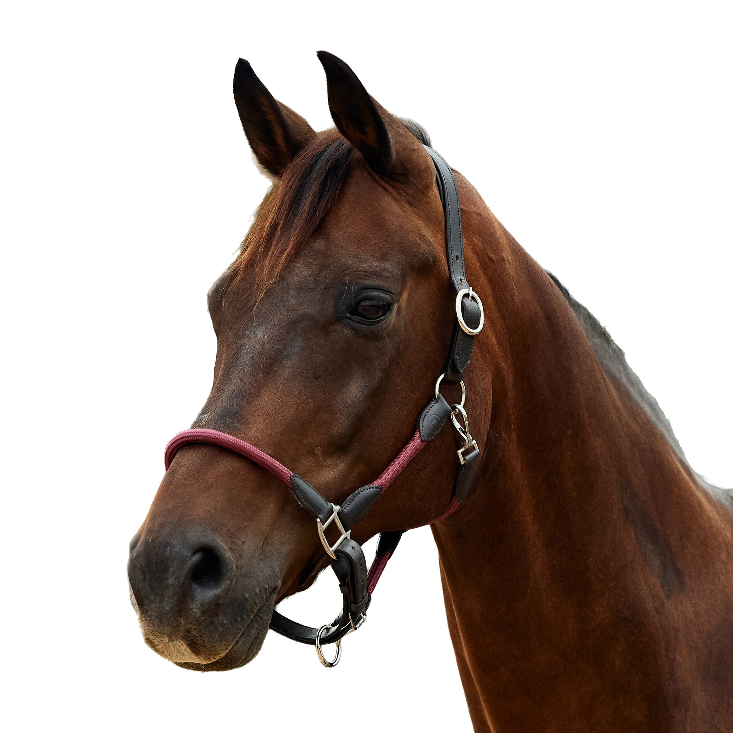 image_addtnl_1 - Burgundy/Brown - Dublin Leather Rope Halter - .jpg