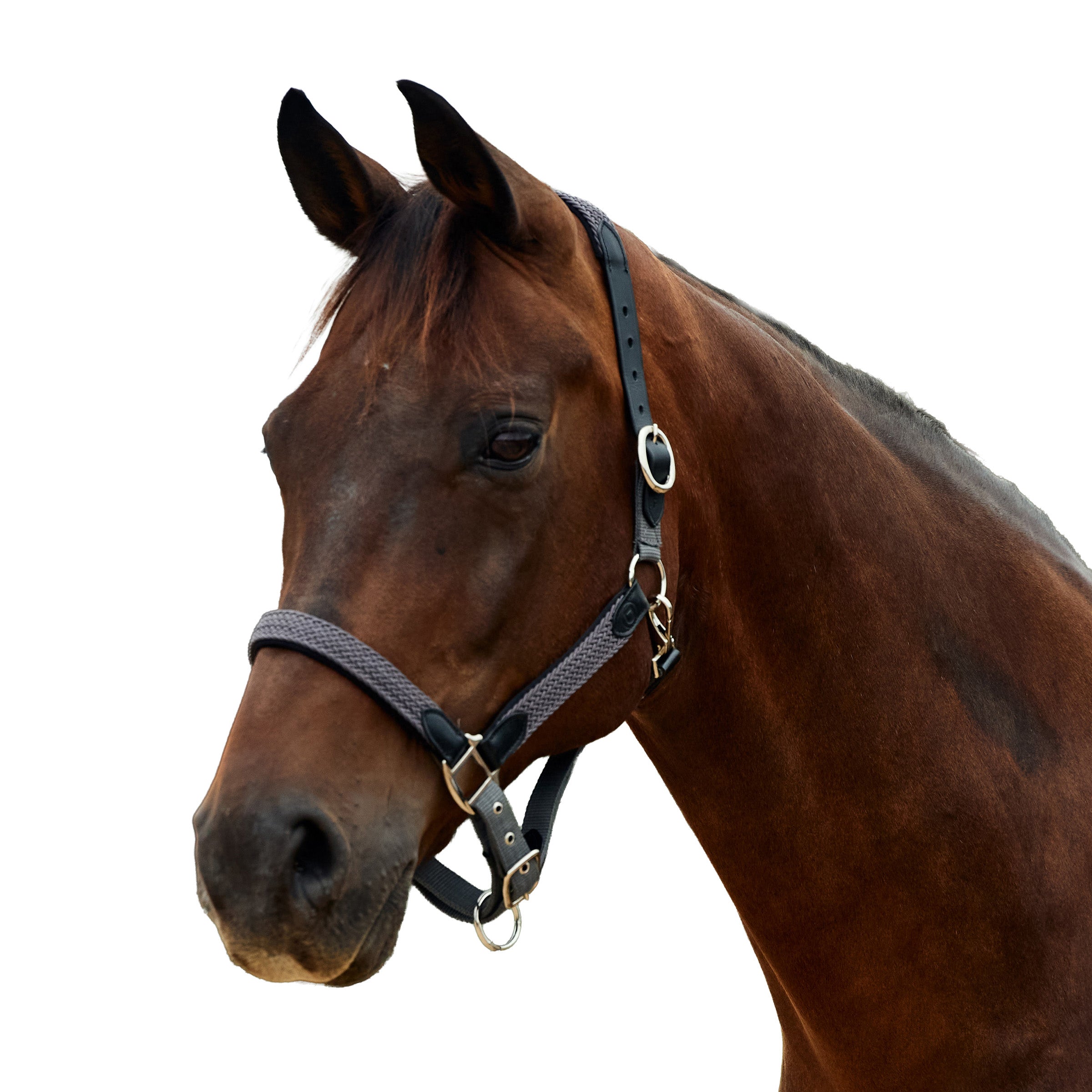 image_addtnl_1 - Charcoal - Dublin Braided Leather Halter - .jpg