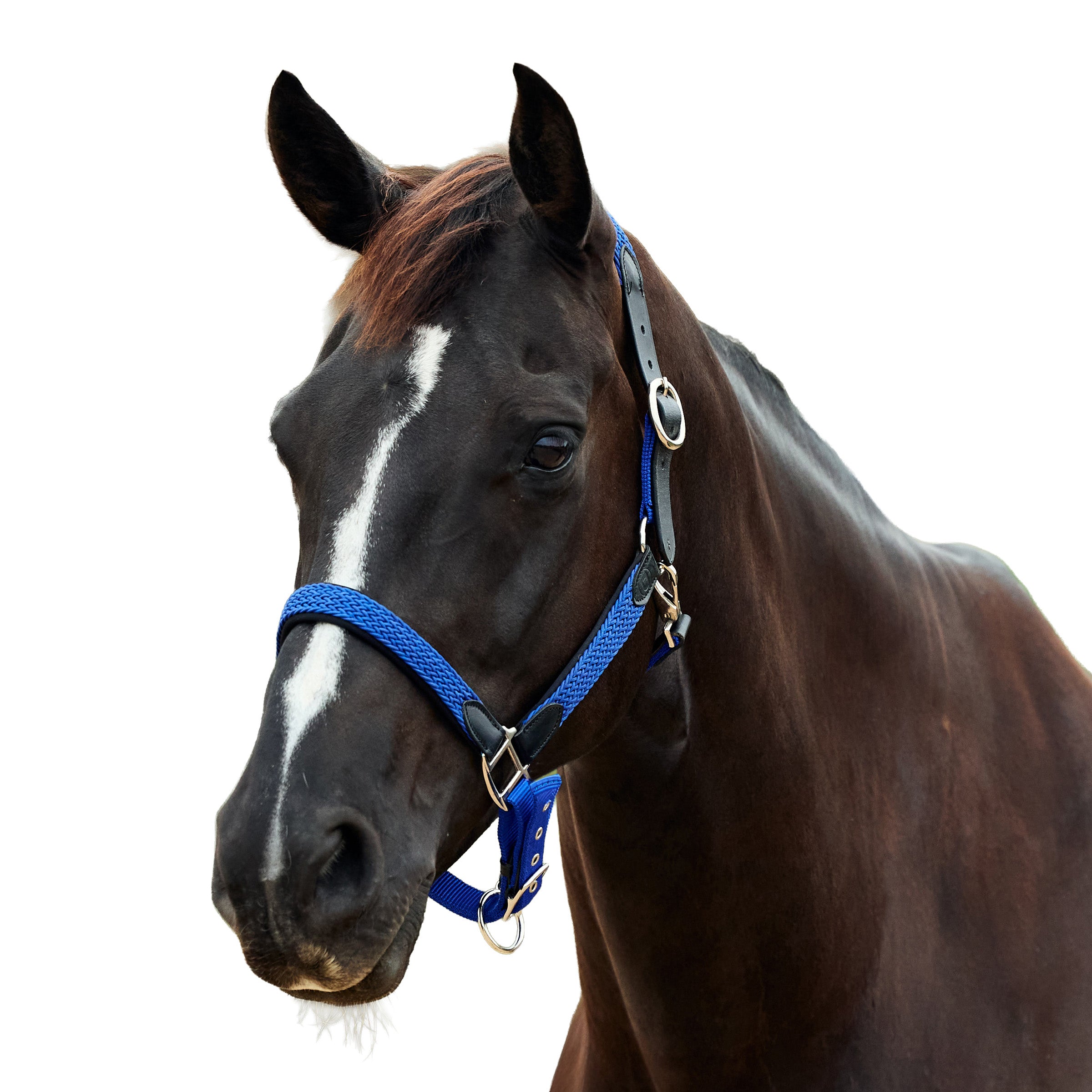 image_addtnl_1 - Cobalt - Dublin Braided Leather Halter - .jpg