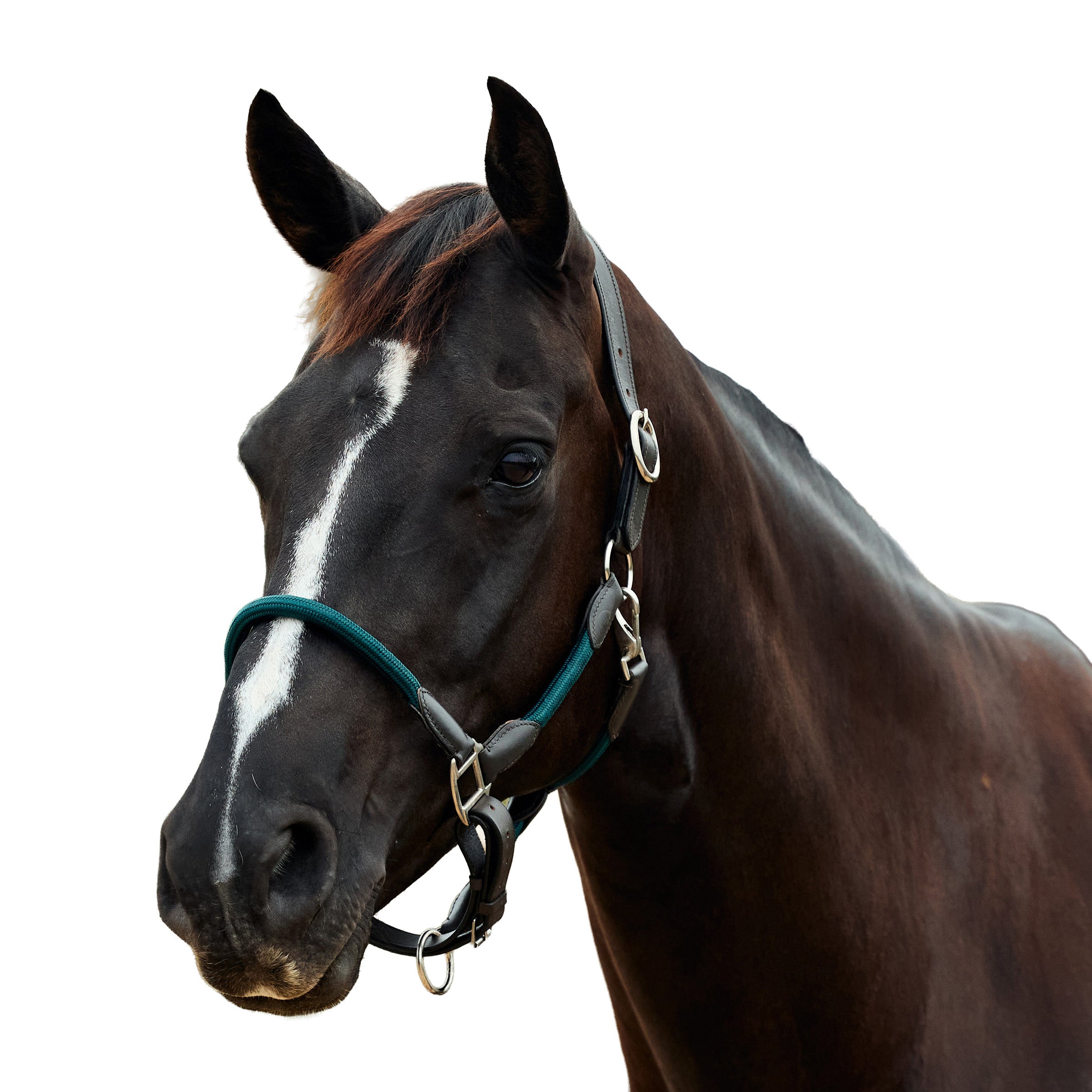 image_addtnl_1 - Hunter Green/Brown - Dublin Leather Rope Halter - .jpg