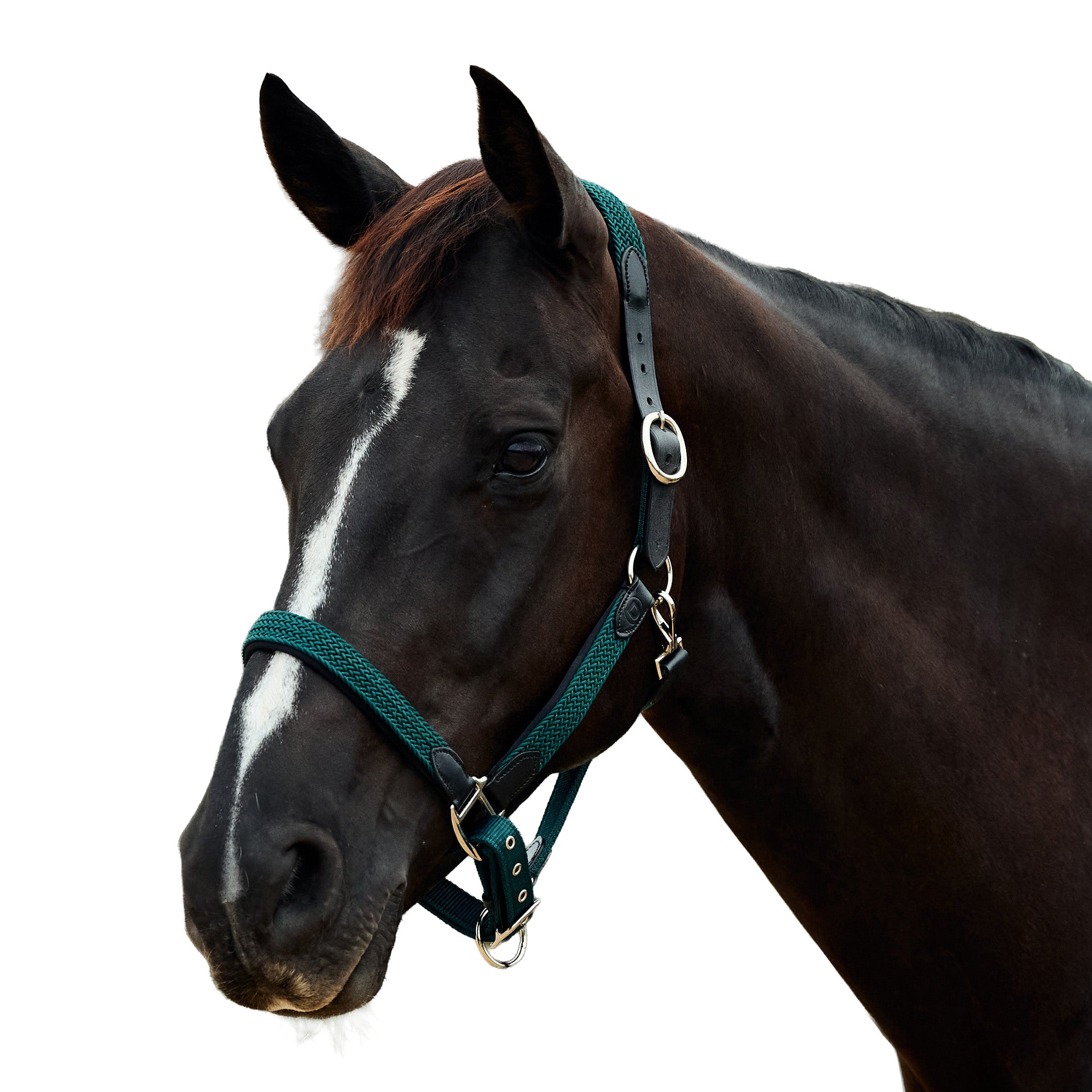 image_addtnl_1 - Hunter Green - Dublin Braided Leather Halter - .jpg