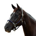 image_addtnl_1 - Navy/Brown - Dublin Leather Rope Halter - .jpg