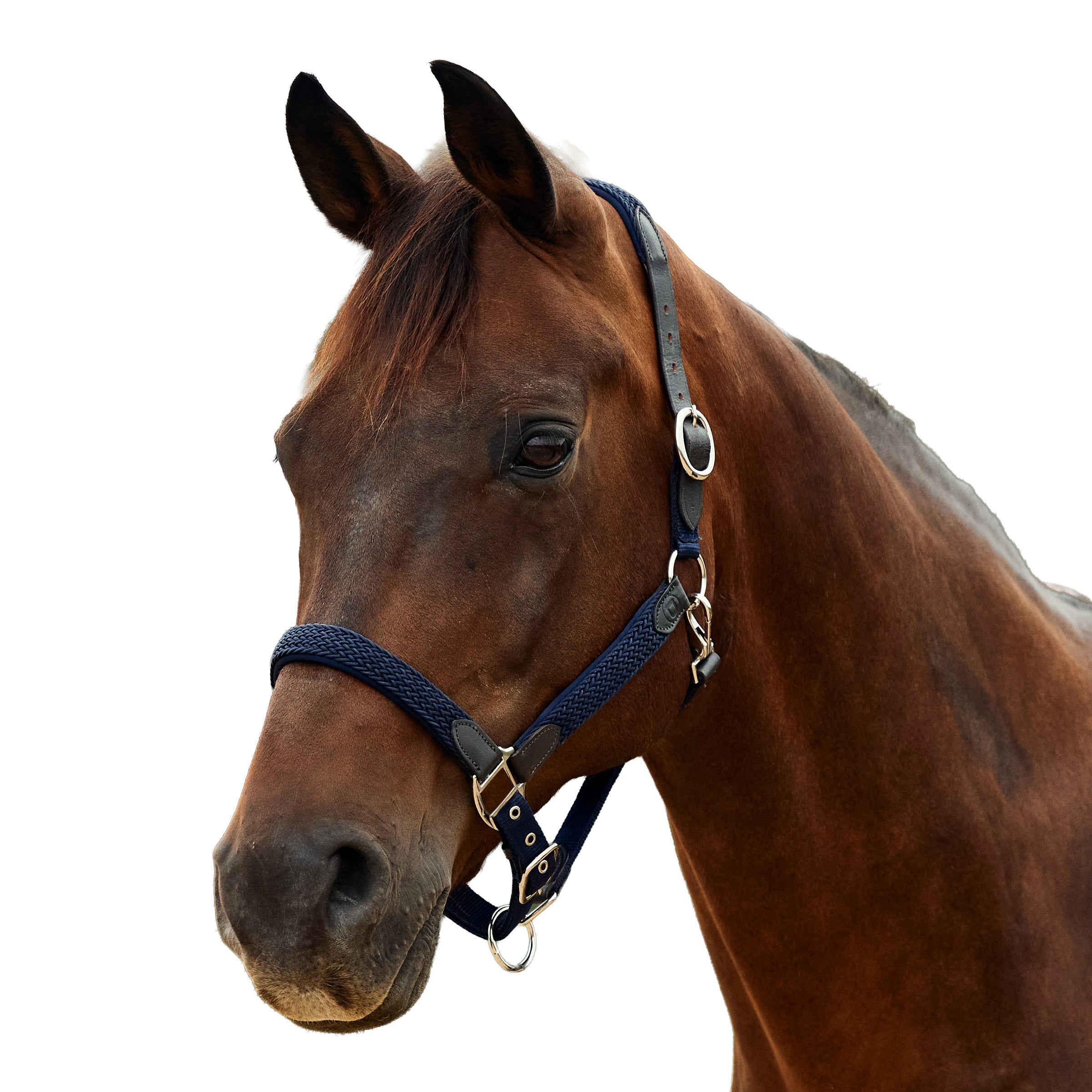 image_addtnl_1 - Navy - Dublin Braided Leather Halter - .jpg