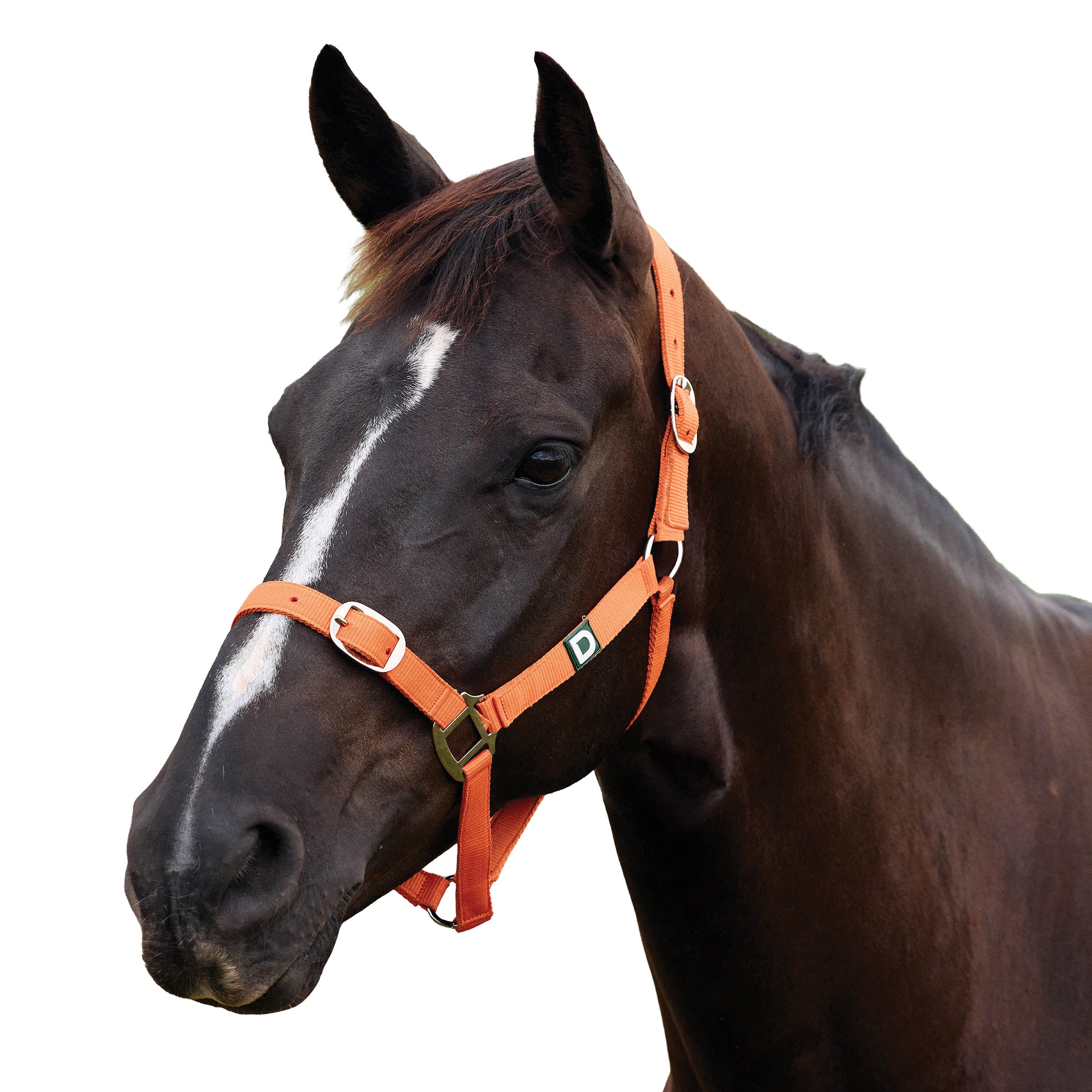 image_addtnl_1 - Orange - Dublin Everyday Breakaway Halter - .jpg
