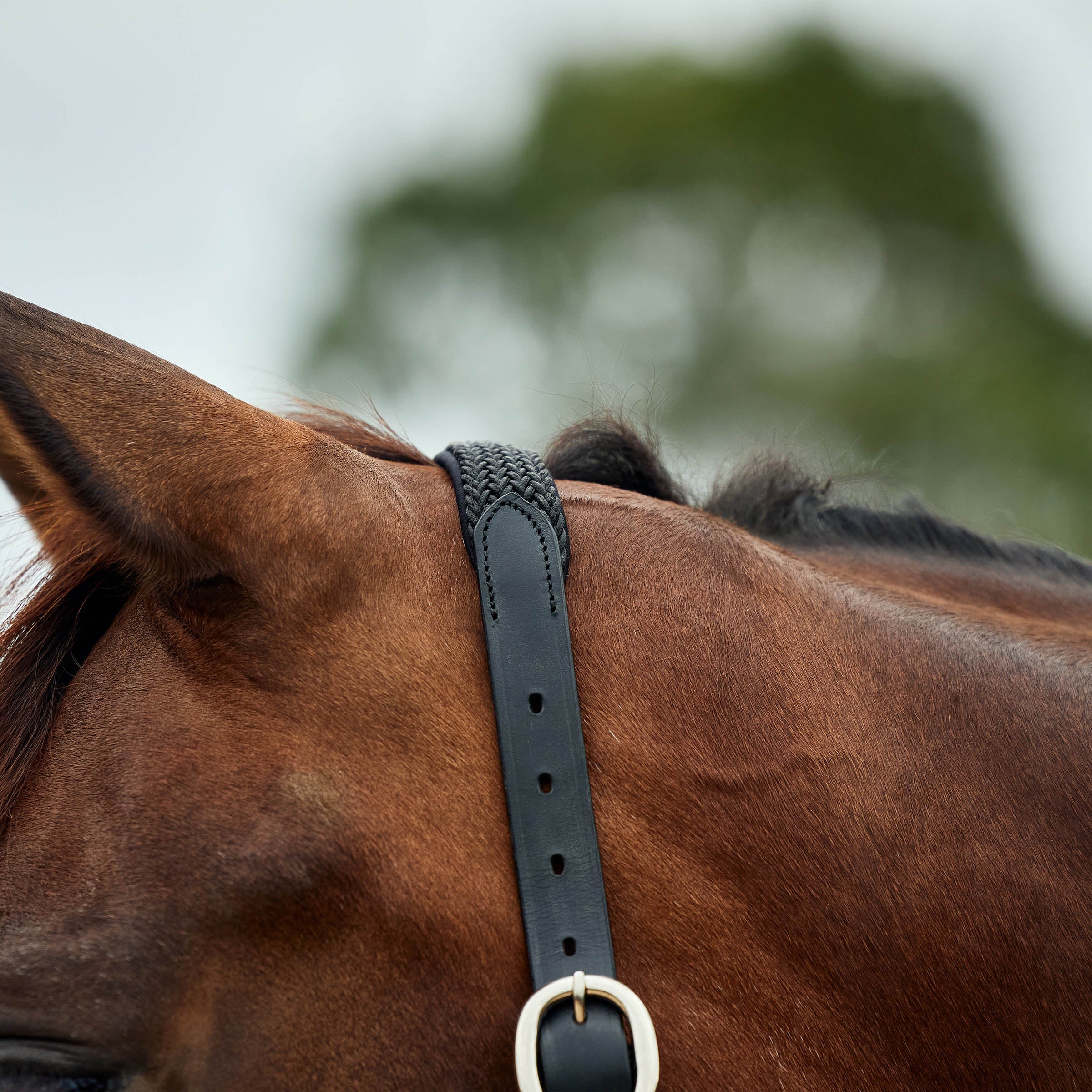 image_addtnl_2 - Black - Dublin Braided Leather Halter - .jpg