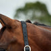 image_addtnl_2 - Black - Dublin Braided Leather Halter - .jpg
